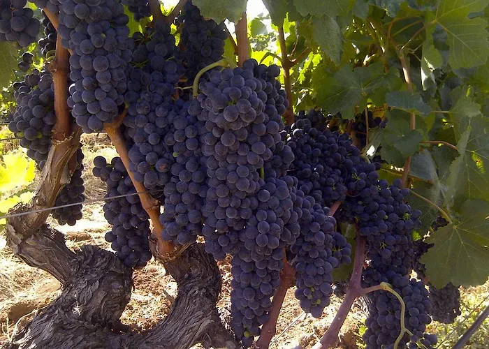 مزرعة للإقامة Borgo Valle Rita Marina di Ginosa