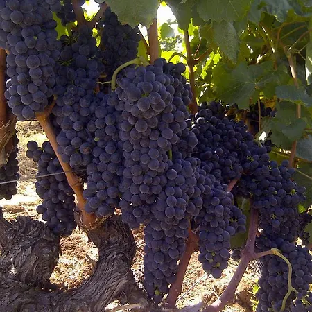 Gospodarstwo agroturystyczne Borgo Valle Rita Marina di Ginosa